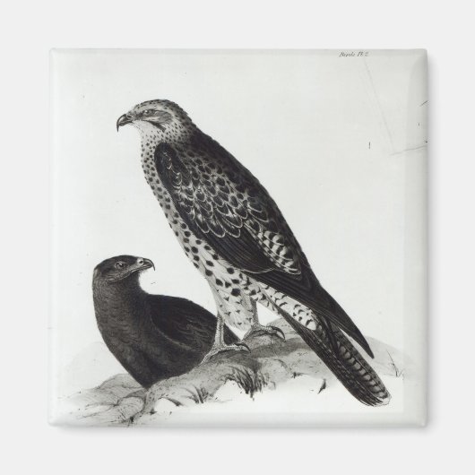 猛禽類 マグネット (正面)