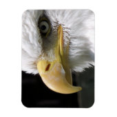 猛禽類 マグネット (縦)