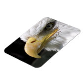 猛禽類 マグネット (左側)