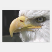 猛禽類 ラッピングペーパーシート (正面2)