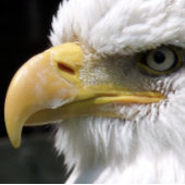 猛禽類 ラッピングペーパー