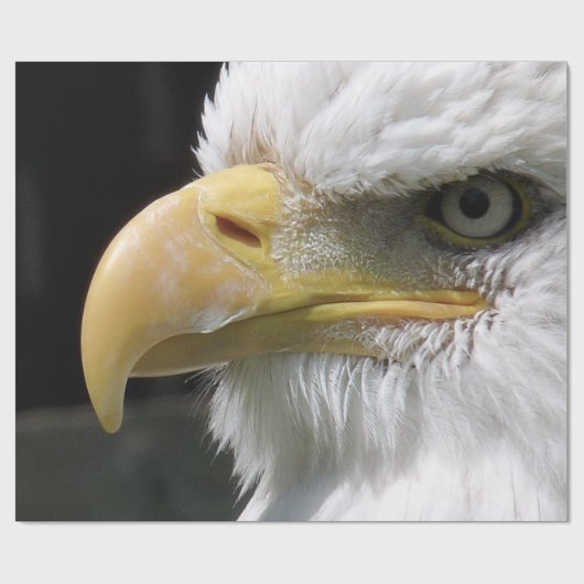 猛禽類 ラッピングペーパー (フラット)