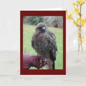 猛禽 カード (黄色い花)