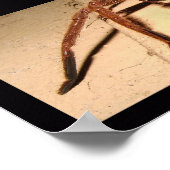 猟師クモ ポスター (角)