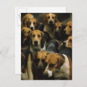 猟用フォックスハウンド、ゴールウェイ・ブレーザーズ、アイルランド ポストカード (正面/裏面)