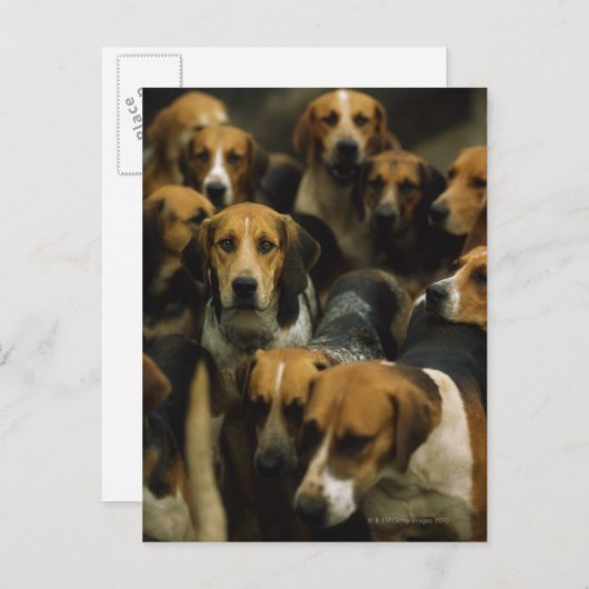 猟用フォックスハウンド、ゴールウェイ・ブレーザーズ、アイルランド ポストカード (正面/裏面)