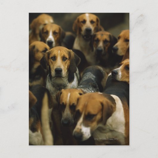 猟用フォックスハウンド、ゴールウェイ・ブレーザーズ、アイルランド ポストカード (正面)