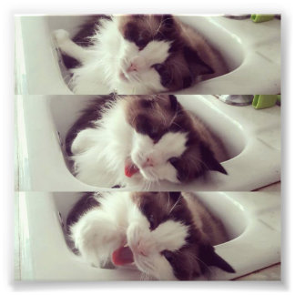 猫あくびの進化 フォトプリント           