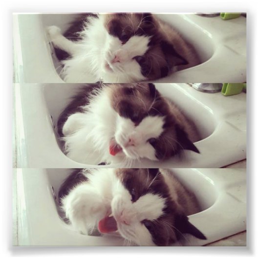 猫あくびの進化 フォトプリント            (正面)