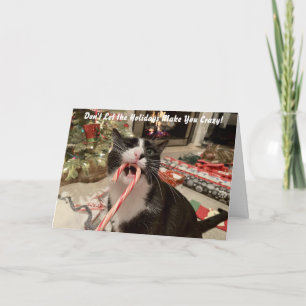 猫おもしろいクリスマスカード シーズンカード
