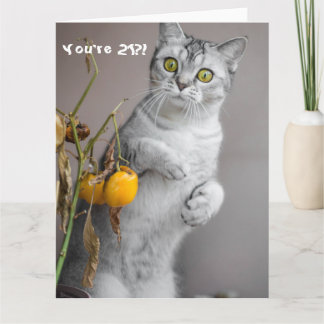 猫おもしろいハッピーバースデーカード カード