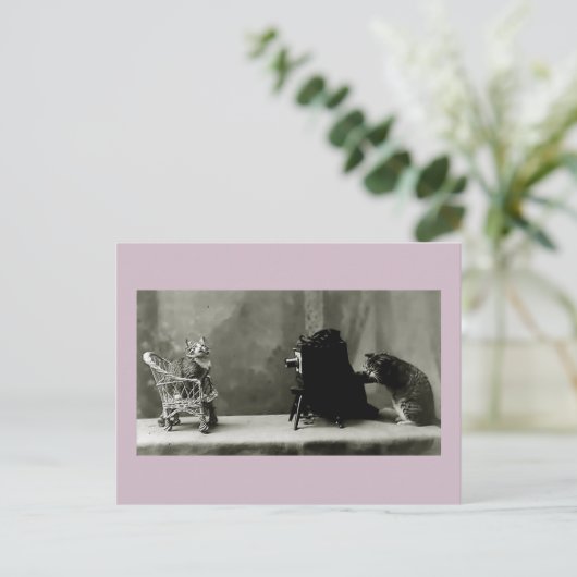 猫おもしろいヴィンテージ写真猫おもしろいカード ポストカード (スタンド正面)