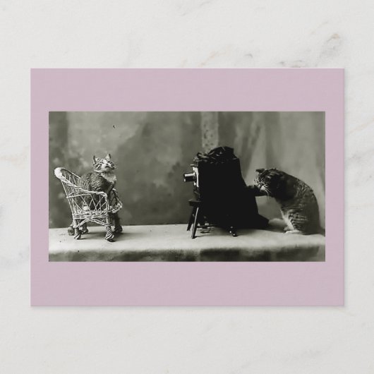 猫おもしろいヴィンテージ写真猫おもしろいカード ポストカード (正面)