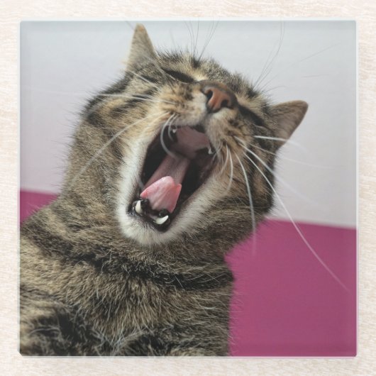 猫おもしろい写真ペット愛人 ガラスコースター (正面)