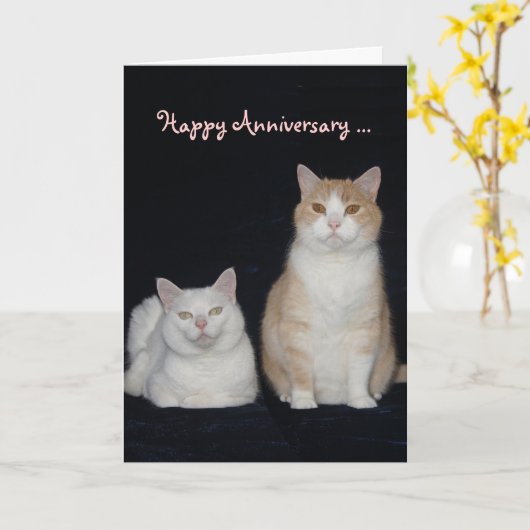 猫おもしろい記念日 カード (黄色い花)