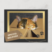 猫おもしろい誕生日はがき ポストカード (正面)