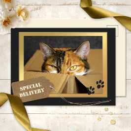 猫おもしろい誕生日はがき ポストカード