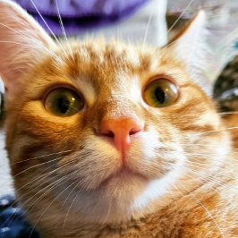 猫おもしろい誕生日カード