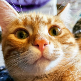 猫おもしろい誕生日カード