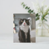 猫おもしろい顔 ポストカード (スタンド正面)