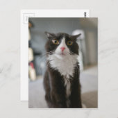 猫おもしろい顔 ポストカード (正面/裏面)