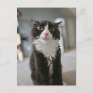 猫おもしろい顔 ポストカード