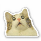 猫おもしろい シール (正面)