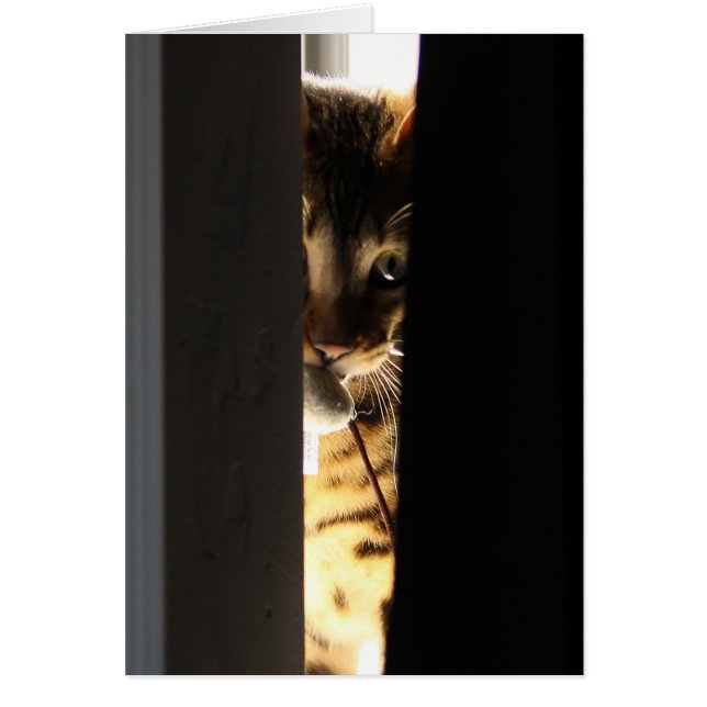 猫およびマウス (正面)