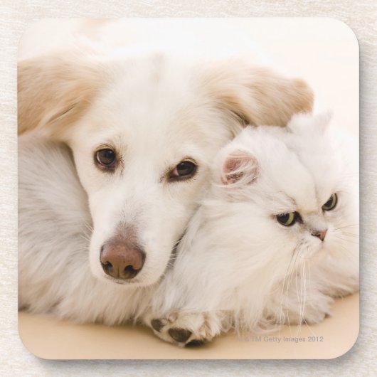 猫および犬の撃たれるスタジオ コースター (正面)