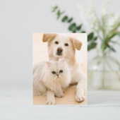 猫および犬の撃たれるスタジオ ポストカード (スタンド正面)