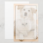 猫および犬の撃たれるスタジオ 便箋 (正面/裏面)