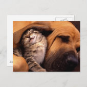 猫および犬 ポストカード (正面/裏面)
