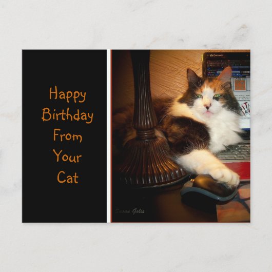 猫からの誕生日おめでとうカード ポストカード (正面)