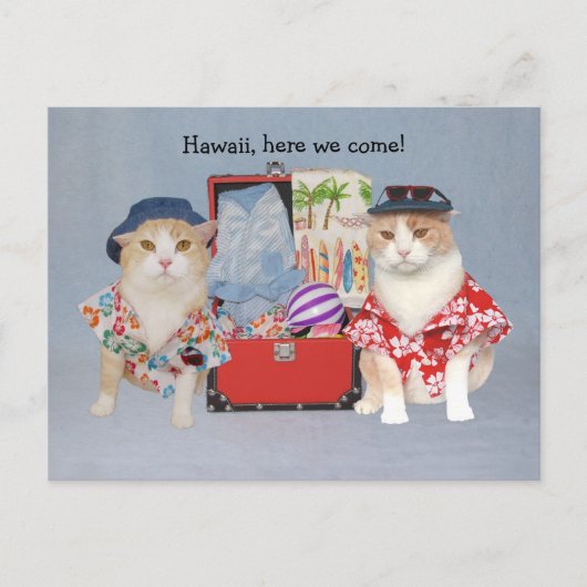 猫がおもしろい巡航中 ポストカード (正面)