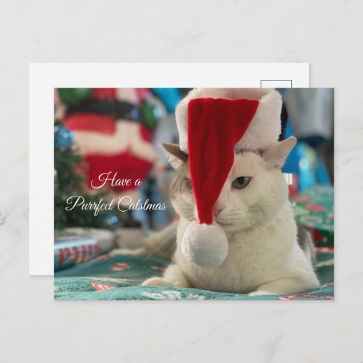 猫が好きでクリスマスおもしろい猫を飼う シーズンポストカード (正面/裏面)