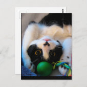 猫が寝床に寝ている ポストカード (正面/裏面)