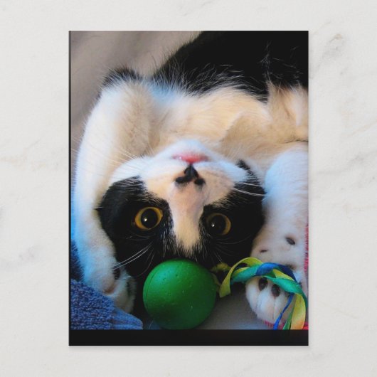 猫が寝床に寝ている ポストカード (正面)