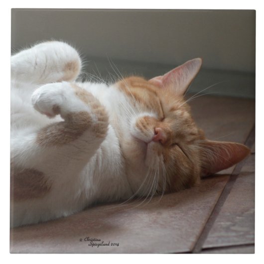 猫が彼の背中に眠るセラミックタイル タイル (正面)