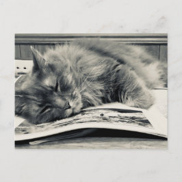 「猫が本に」の写真はがき ポストカード