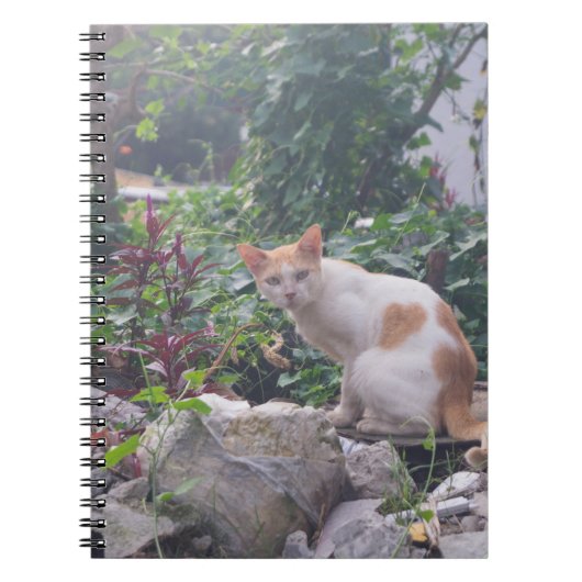 猫が瓦礫の上に座る ノートブック (正面)