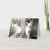 猫が窓辺に座る カード (正面)