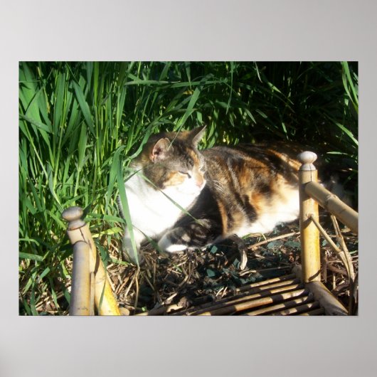 猫が草の中に座るプリント ポスター (正面)