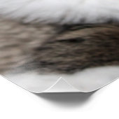 猫が見る/ペット可Tabby Cat顔写真 ポスター (コーナー)