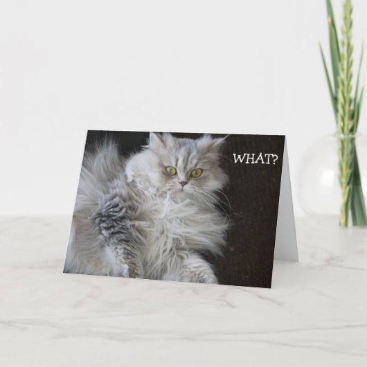 猫が「WHAT?」と言う – おもしろい誕生日 カード (正面)