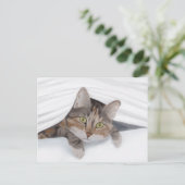 猫がJWから覗き込む ポストカード (スタンド正面)