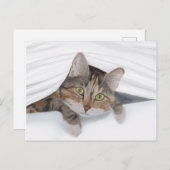 猫がJWから覗き込む ポストカード (正面/裏面)