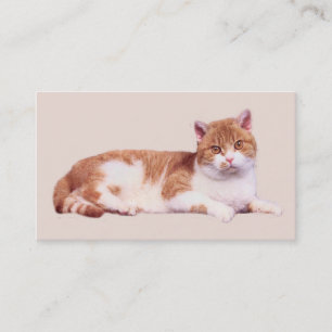 猫だれもPurrfectの名刺 名刺
