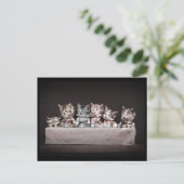 猫ちゃんのテーブル シーズンポストカード (スタンド正面)