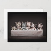 猫ちゃんのテーブル シーズンポストカード (正面/裏面)