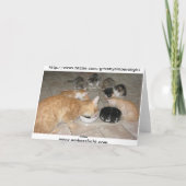 猫ちゃんの感謝祭! シーズンカード (裏面)